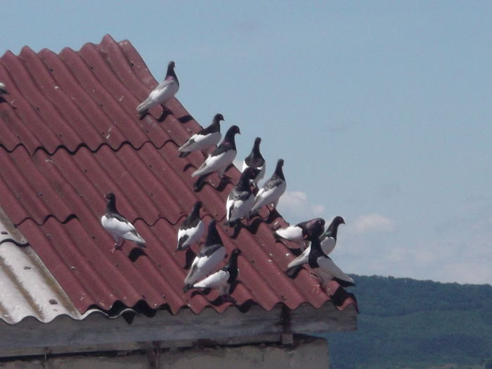 IN ASTEPTAREA APELULUI