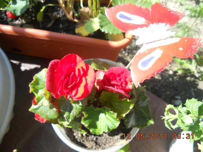 begonie - flori din gradina