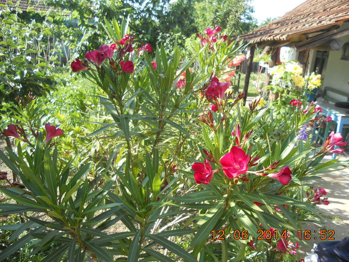 DSCN3105 - flori din gradina