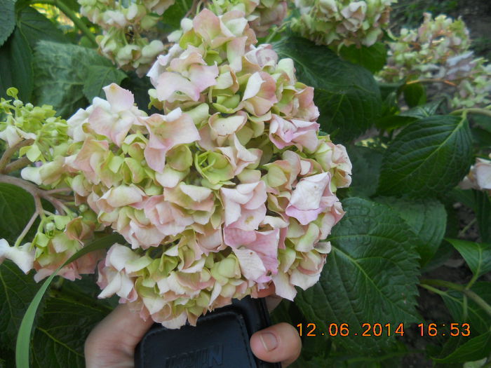 hortensie - flori din gradina