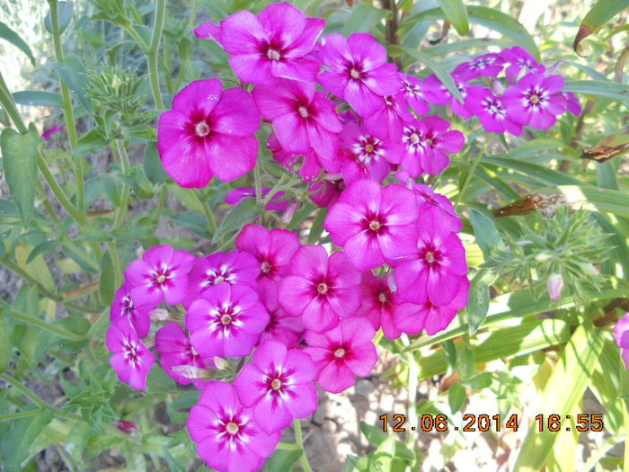 DSCN3115 - flori din gradina