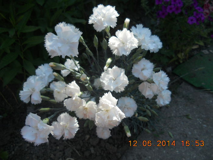 garofite albe - flori din gradina