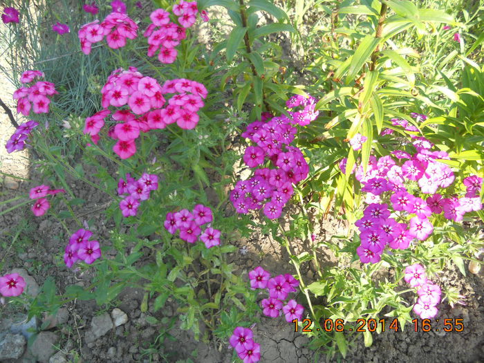 DSCN3113 - flori din gradina