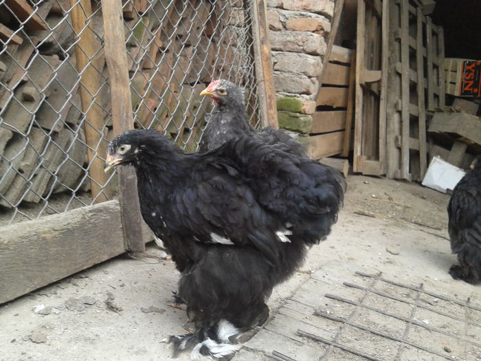 2014-06-14 19.03.08 - seria II