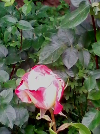  - trandafiri