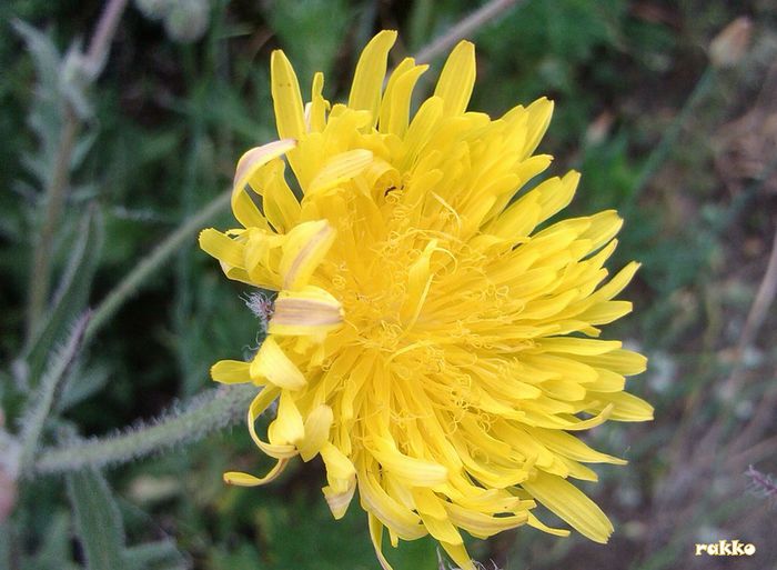20140615_132719 - FLORI DE CAMP