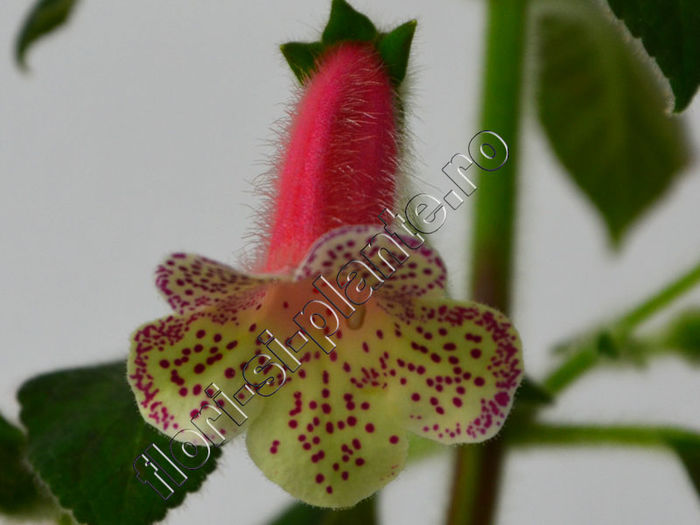 Kohleria Rut (ni)