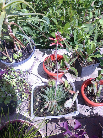 cactus cu boboci