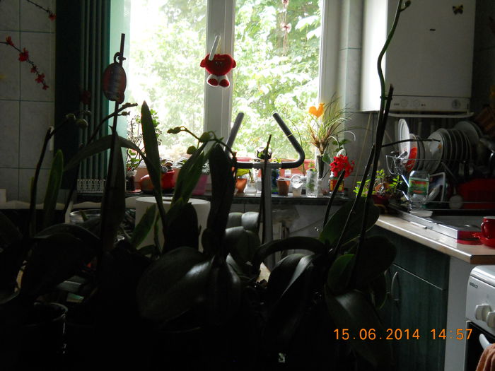 010 - IUNIE 2014