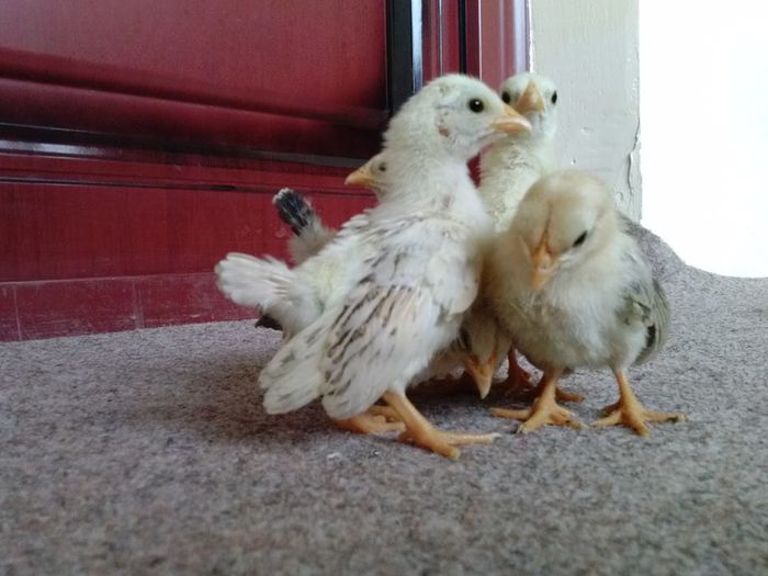 1525112_1516658261889305_4328549455043607747_n