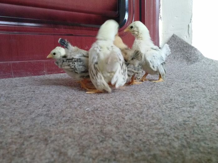 10154897_1516658335222631_2487701220611076990_n