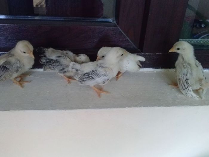 10394599_1516658218555976_5174621284811892786_n