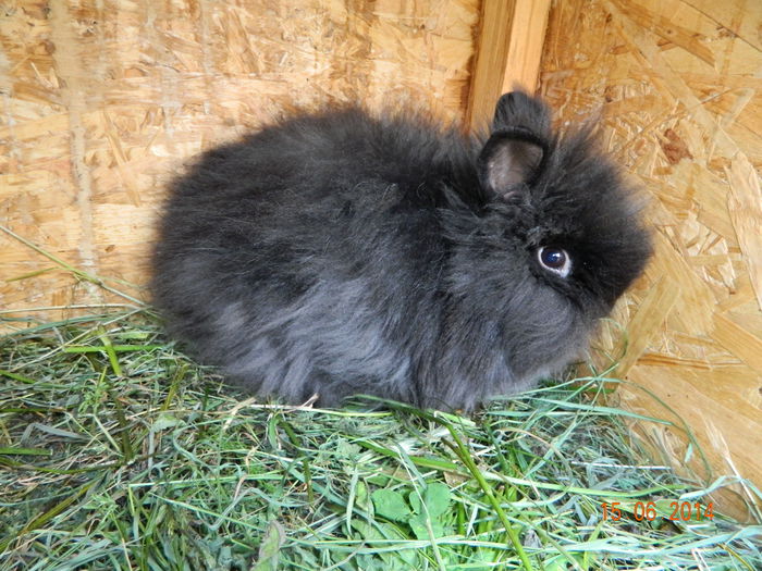 Picture 221 - iepuri angora