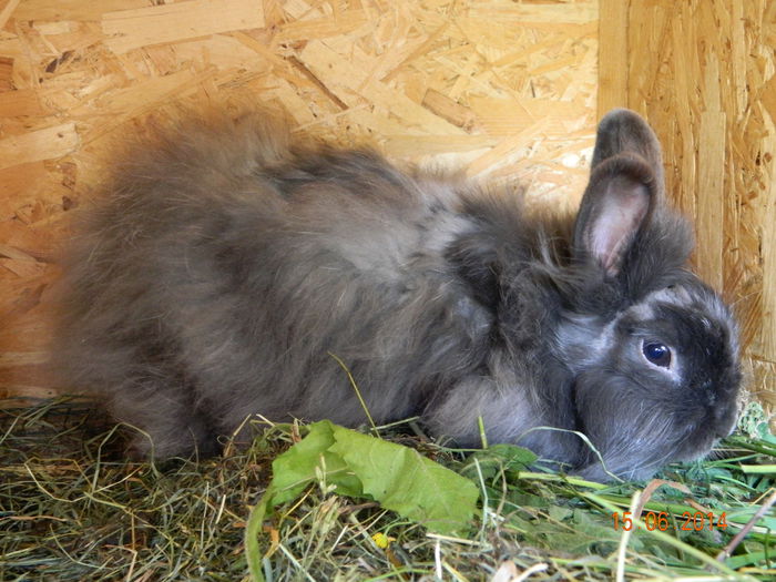 Picture 226 - iepuri angora