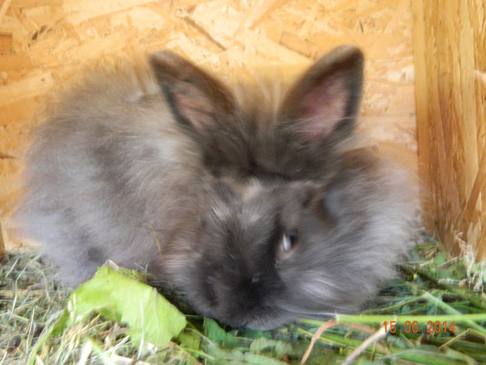 Picture 227 - iepuri angora