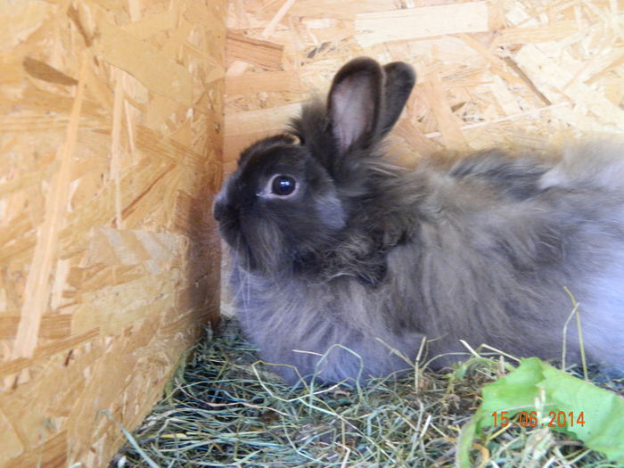 Picture 229 - iepuri angora