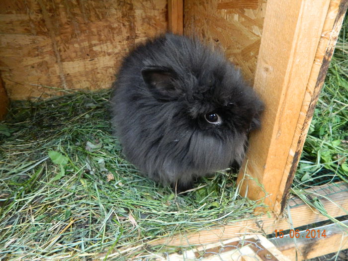 Picture 212 - iepuri angora