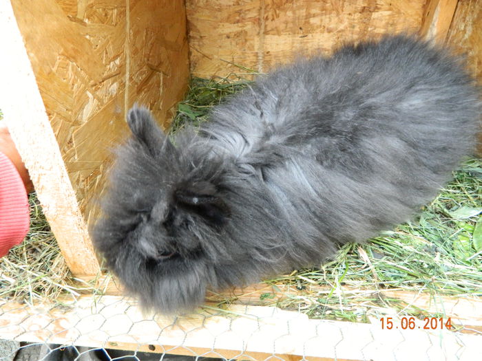 Picture 213 - iepuri angora