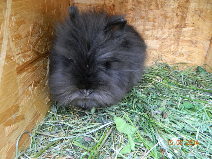Picture 214 - iepuri angora