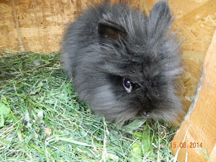 Picture 215 - iepuri angora