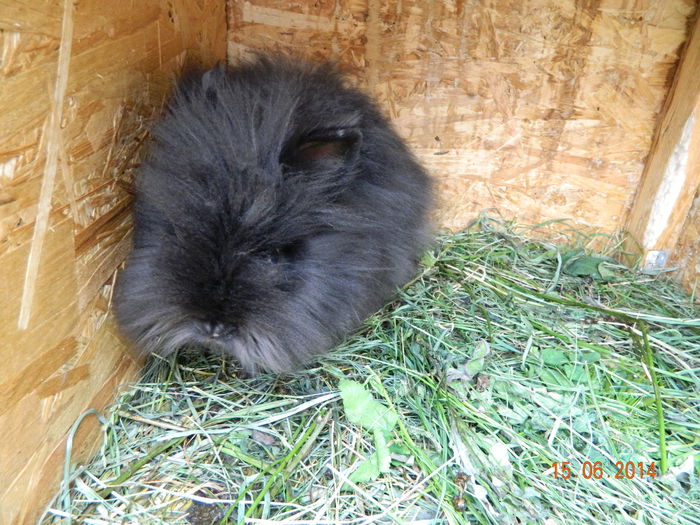 Picture 216 - iepuri angora