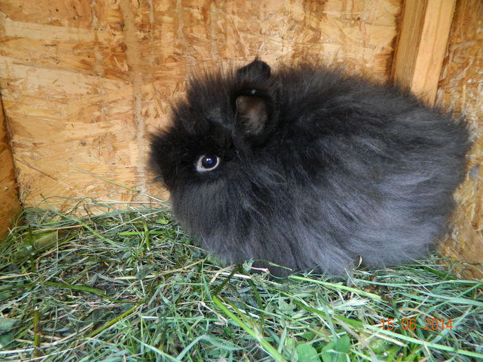 Picture 217 - iepuri angora