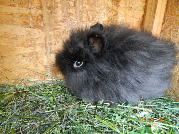 Picture 218 - iepuri angora