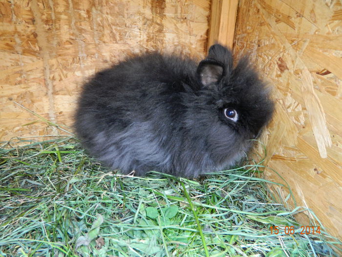 Picture 220 - iepuri angora