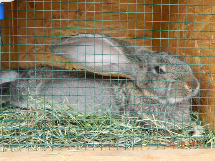 Picture 237 - iepuri urias german