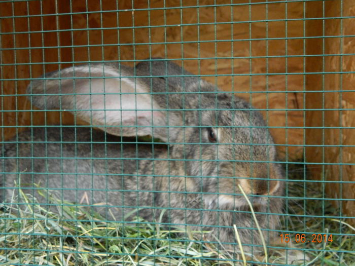 Picture 233 - iepuri urias german