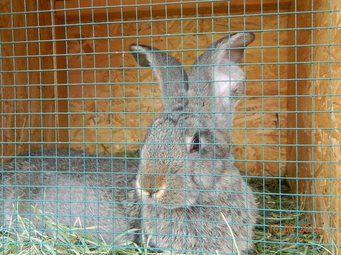 Picture 234 - iepuri urias german