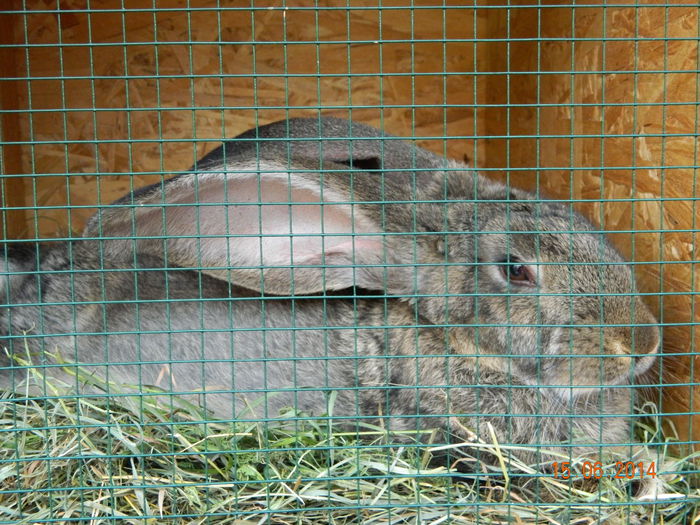 Picture 236 - iepuri urias german