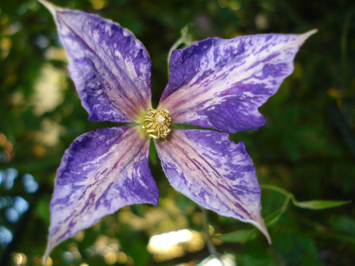 Tie Dye - Clematis 2014