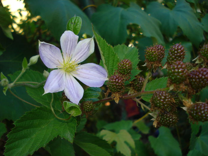 Perle d Azure - Clematis 2014
