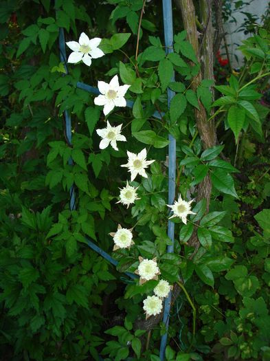 DSC01726 - Clematis 2014