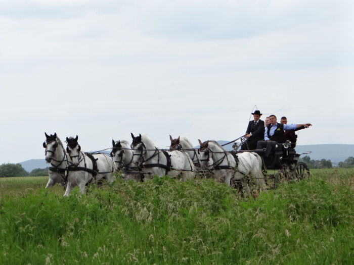 Andaluzian & Lipizzaner - Driving 6 in hand