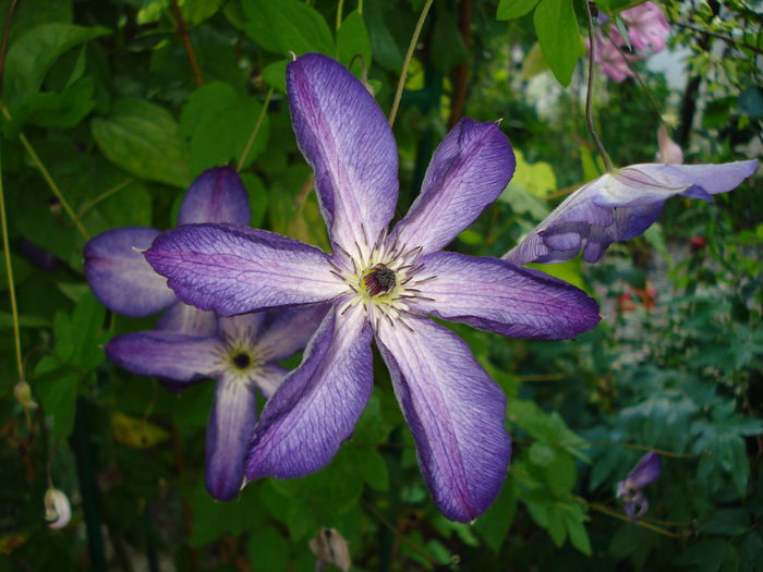 Venosa Violacea - Clematis 2014