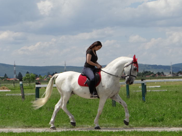 Solyom - Lipizzan and Andaluzian Horses