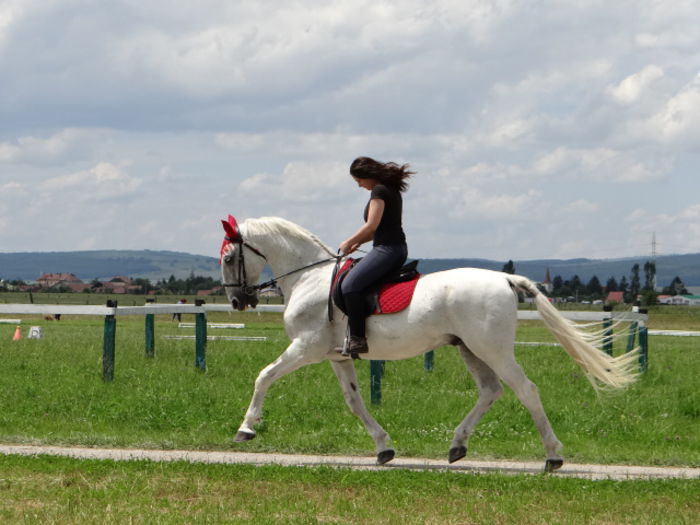 Siglavy - Lipizzan and Andaluzian Horses