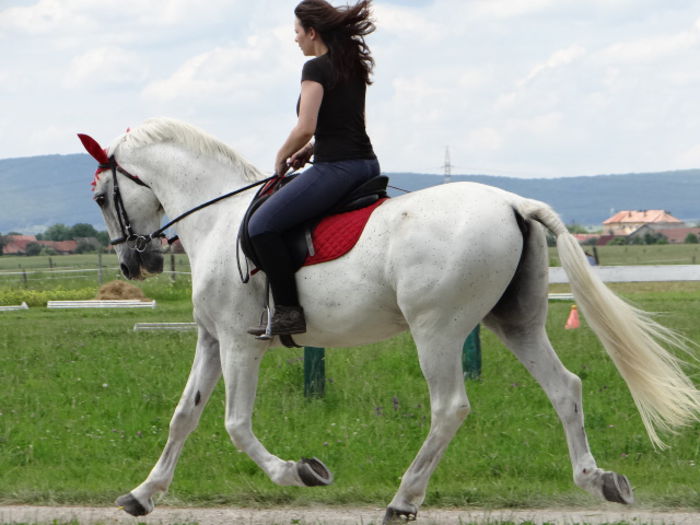 Barock - Lipizzan and Andaluzian Horses