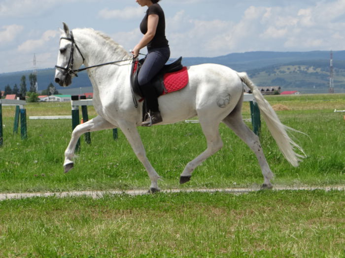 PRE - Lipizzan and Andaluzian Horses