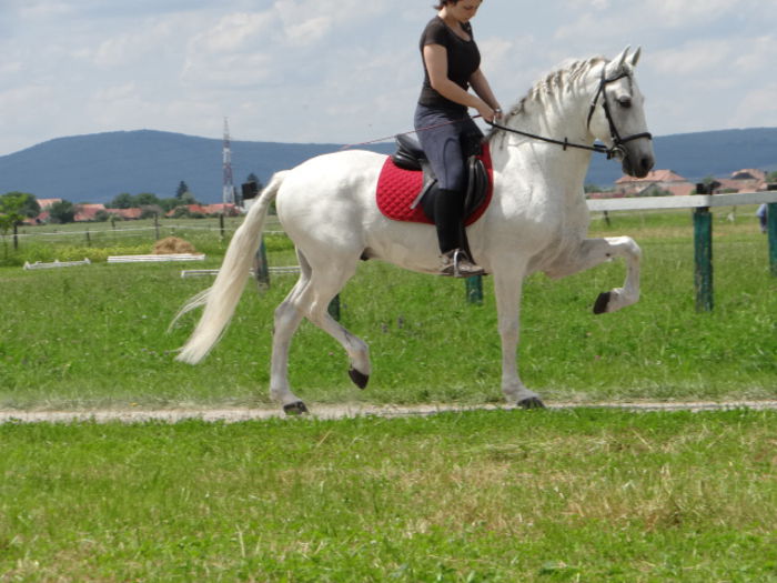 Romeo - Lipizzan and Andaluzian Horses