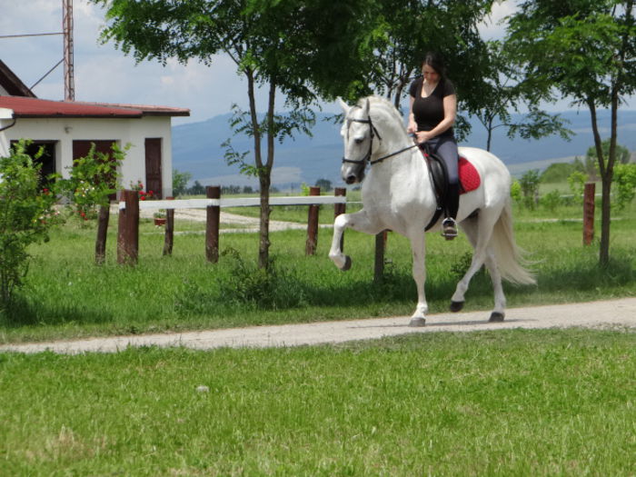 andaluzian - Lipizzan and Andaluzian Horses