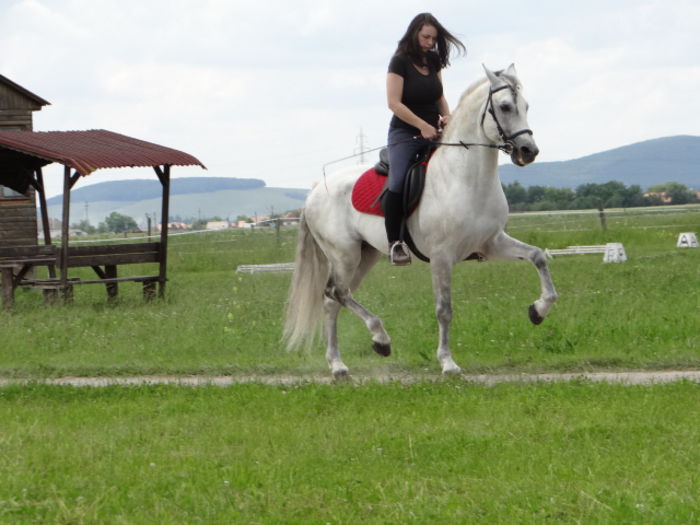  - Lipizzan and Andaluzian Horses