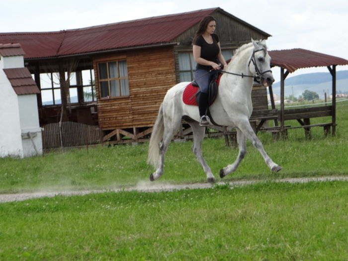 HERMES - Lipizzan and Andaluzian Horses