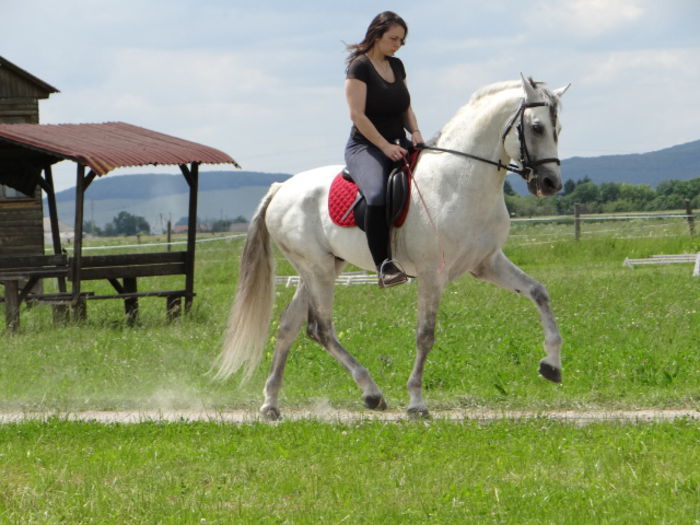 stallion - Lipizzan and Andaluzian Horses