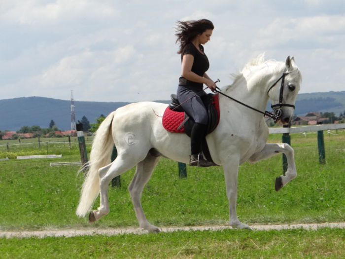 Lusitano - Lipizzan and Andaluzian Horses