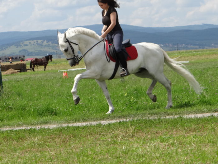  - Lipizzan and Andaluzian Horses