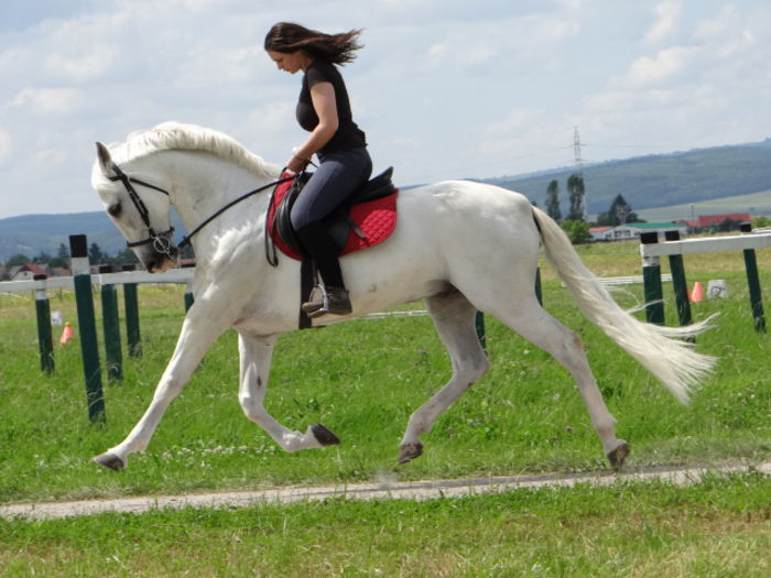  - Lipizzan and Andaluzian Horses