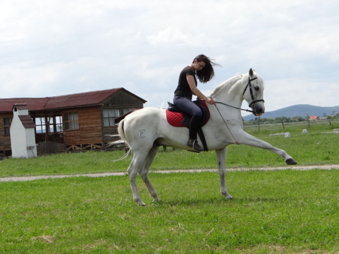  - Lipizzan and Andaluzian Horses